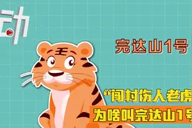 “闯村伤人老虎”为啥叫完达山1号？专家：发现地为完达山区域视频封面