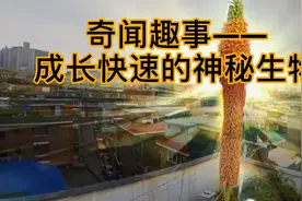急速生长的生物|奇闻趣事视频封面