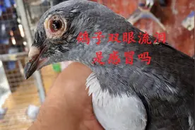 鸽子双眼流泪鼻孔有黄色分泌物是感冒吗？听听农村大叔是怎么说的视频封面