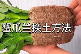 详细讲解蟹爪兰换盆、换土方法，这样缓苗快不烂根，也不耽误生长视频封面