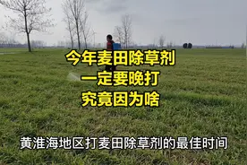 今年麦田除草剂一定要晚打，究竟是啥原因，啥时间打最合适视频封面