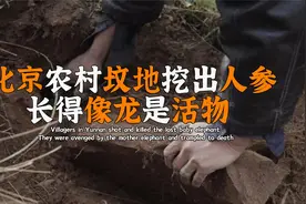 北京农村坟地挖出人参，有龙相貌的活物，村民吓的不敢挖？视频封面