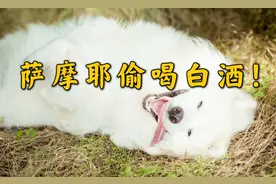 萨摩耶咬破10斤白酒桶，把自己灌醉，这狗子太任性了！视频封面