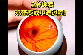 2分钟看完鸡蛋在蛋壳外怎么经过21天变成小鸡的？视频封面