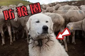 牧民给狗戴上“防狼项圈”，让狼无处下口，扎的满嘴都是大洞！视频封面