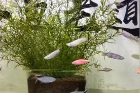 竹节草如何饲养才能生长茂密？其实并不难视频封面