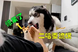 狗狗跟主人打架，打不过就玩下三滥，居然脱主人裤子，笑死我了视频封面