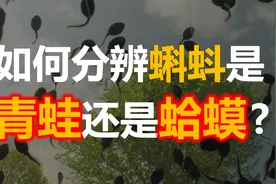 坏了，当年玩的蝌蚪竟然是癞蛤蟆！视频封面