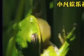 各种不同种类的青蛙的叫声，你绝对没听过？视频封面