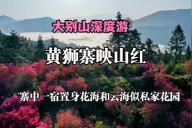 杜鹃山庄一宿 置身花海和云海 黄狮寨 300多亩映山红似私家花园视频封面