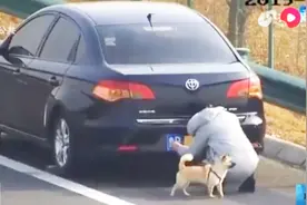 高速路上主人遮挡号牌，宠物狗竟站在一旁，守护主人安全！视频封面