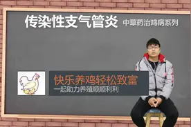 没有中药搞不定的鸡病系列，鸡传支不要太嚣张，直接按在地上摩擦视频封面