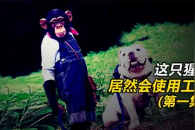 一定要看完！狗狗和猩猩真的能挖到蛤蜊吗？《狗狗猩猩大冒险》视频封面