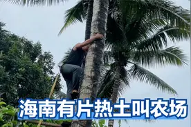 广东人六七十年代扎根海南农场垦荒，发展橡胶业到种植热带水果视频封面