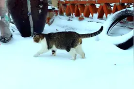 猫咪走路真的是后脚踩前脚印，雪地里看的特别清楚！视频封面