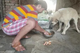 小伙为了给自己养的猛犬降暑一顿喂5个生鸡蛋！网友：真舍得啊！视频封面