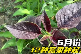 6月份种植哪些蔬菜长势好，这里总结了12种，喜欢的别错过视频封面
