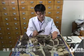 破解蝙蝠的抗病机制，也许可以用于人类治疗视频封面