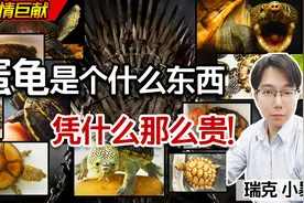 【逆袭的蛋龟】蛋龟凭什么那么贵！谁是涨价的元凶？养龟者的思考视频封面
