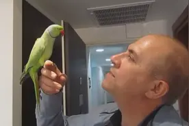 鹦鹉见到许久不见的主人，竟然把脑袋凑过去亲主人，场面十分有爱视频封面