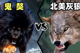 鬼獒vs北美灰狼，当孟加拉虎杀手遇到东北虎克星，谁会笑到最后？视频封面