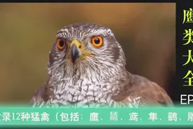 鹰类大全之EP2，认识12种猛禽（包括：鹰、鵟、鸢、隼、鹞、雕）视频封面