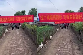 霸气！黑龙江一女子出嫁，家人摆“横幅阵”提醒新郎如何做好老公视频封面