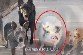 女子嫌麻烦，将一头猪和5条狗一块养，数月后变化让人无语！视频封面