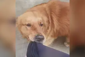 浙江一男子被昔日爱犬金毛咬袖子往家拽：2岁送人，说不出的心酸视频封面