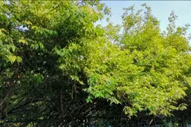 萘乙酸到底是什么东西？如何合理使用提高产量，可以收藏了视频封面