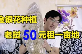 中国小伙来老挝种植金银花，租地3000亩，刚来两年就这么大胆视频封面