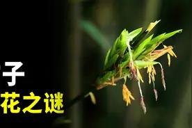 竹子开花是不祥的征兆？竹子开花之谜了解一下视频封面