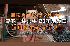 越南男子花费1200万，买下一头水牛，20年后发现这哪是牛这是宝贝视频封面