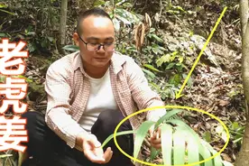小伙深山寻找名贵药材，遇见5年时间的野黄精，价值2000元一斤视频封面