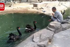 动物园57岁饲养员一伸手就能招来黑天鹅：你对它好 它就对你好视频封面