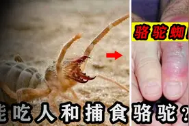 被称为“绞肉机器”的骆驼蜘蛛，为何说它会捕食骆驼，会吃人？视频封面