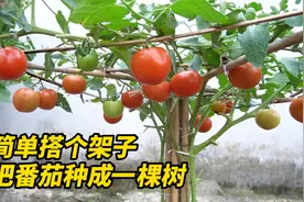 简单搭个架子把番茄种成一棵树，这样的方法还适用于各种瓜果种植视频封面