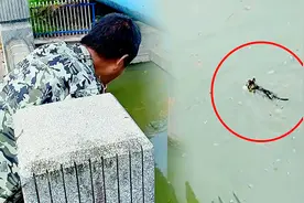流浪猫穿梭马路遭男子抱走，本以为好心救助，下一秒竟扔进河里！视频封面