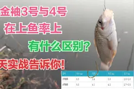 金袖3号与4号在上鱼率上有什么区别？今天实战告诉你！视频封面