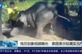 不配合就胖揍！泰国大象营地驯象视频曝光，画面十分残忍视频封面