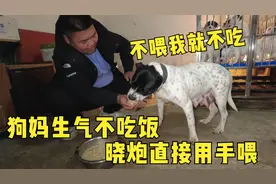 30多天的加纳利被晓炮训斥，狗妈生气竟不吃饭，看看晓炮怎么做？