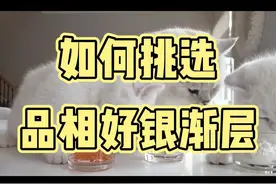 如何挑选品相好的银渐层 #英短银渐层  #银渐层  #养猫新手  #宠物知识  #宠物猫 视频封面