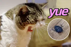 小猫抓到一只臭屁虫，闻了一下差点当场去世