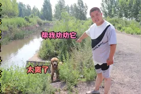 金毛独自到水渠里游泳，被小虎发现后一顿说教，切记防溺水爱生命视频封面