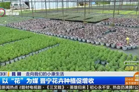 以“花”为媒 晋宁花卉种植促增收视频封面