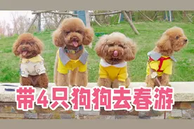 狗狗的春日穿搭有多靓？铲屎官带4只小泰迪春游，太酷了！视频封面