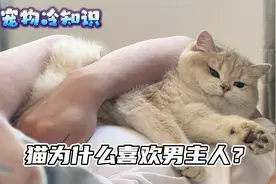 猫咪为什么更喜欢男主人？视频封面