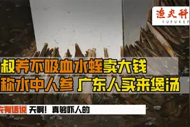 日本水蛭才吸血，中国水蛭不吸血堪称水中人参，广东人都买来煲汤视频封面
