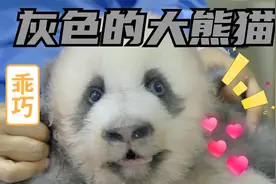 灰色的熊猫？还不止一只！怎么感觉灰色的熊猫比黑色的熊猫更好看