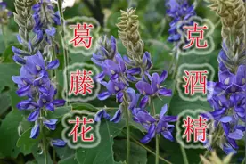 生活中难免要喝酒，农村“野葛花”派上用场，也许能帮助到您视频封面